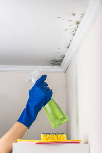 Best DIY Mold Remediation in Coatesville, PA